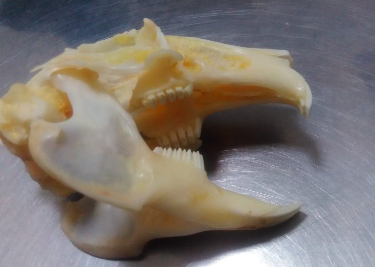 Судак охлажденный