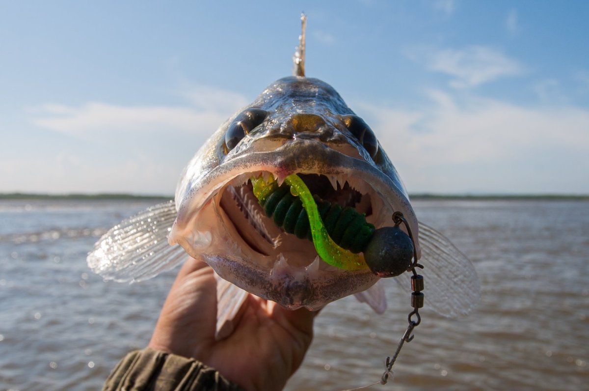 Длиннорогий Саблезуб (Anoplogaster cornuta)