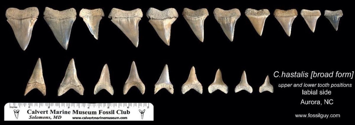 Челюсть пиявки под микроскопом