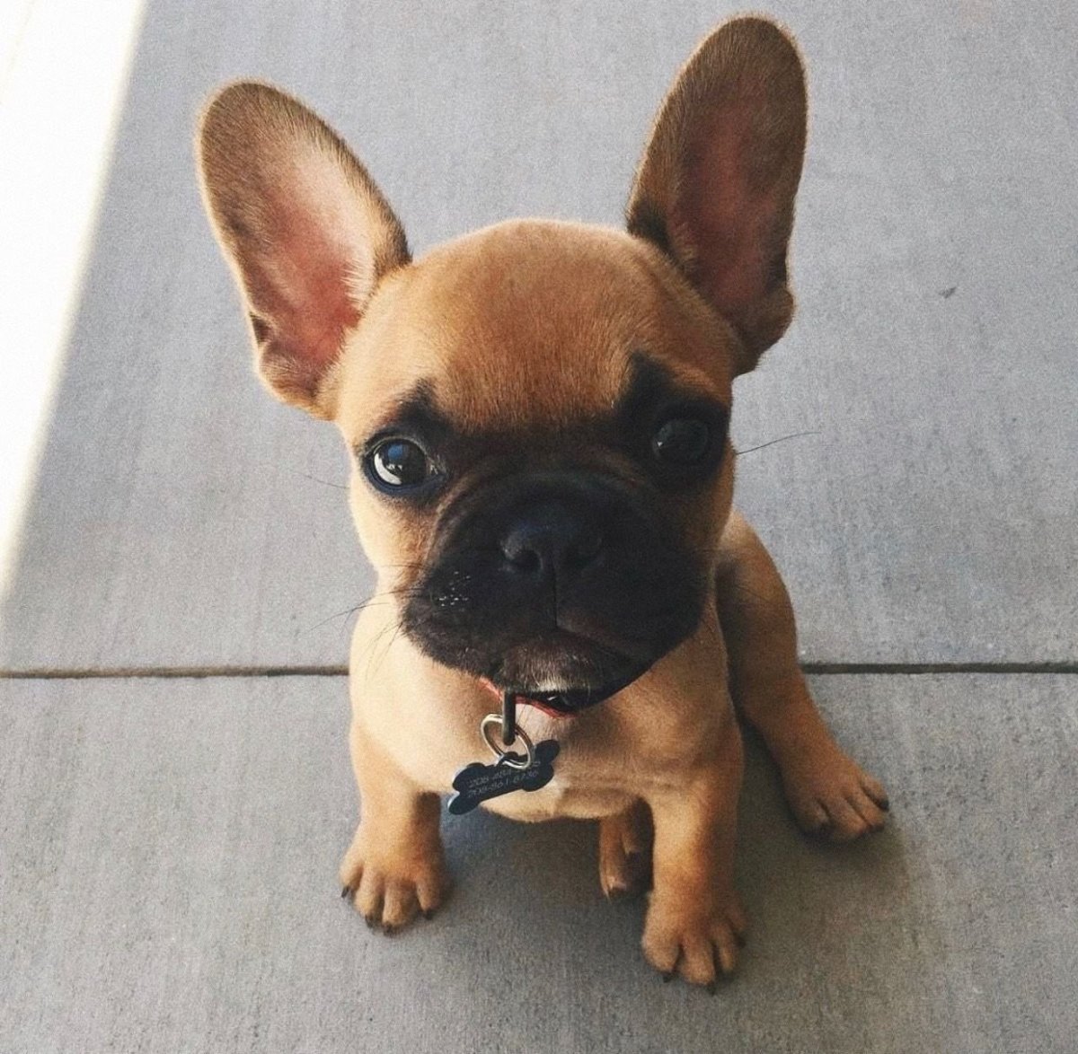 Помесь французского бульдога и таксы