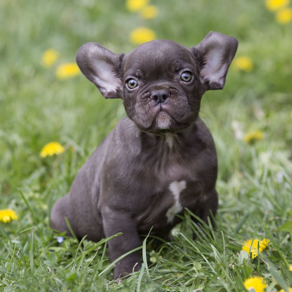 Французский бульдог шоко Тан