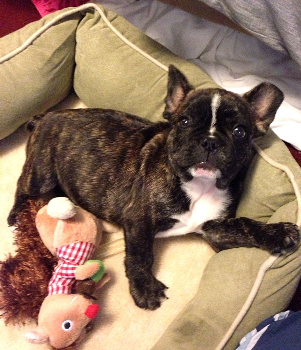 Метис французского бульдога и Болонки