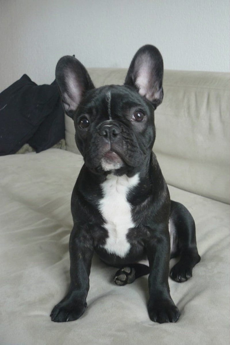 Смесь таксы и булли