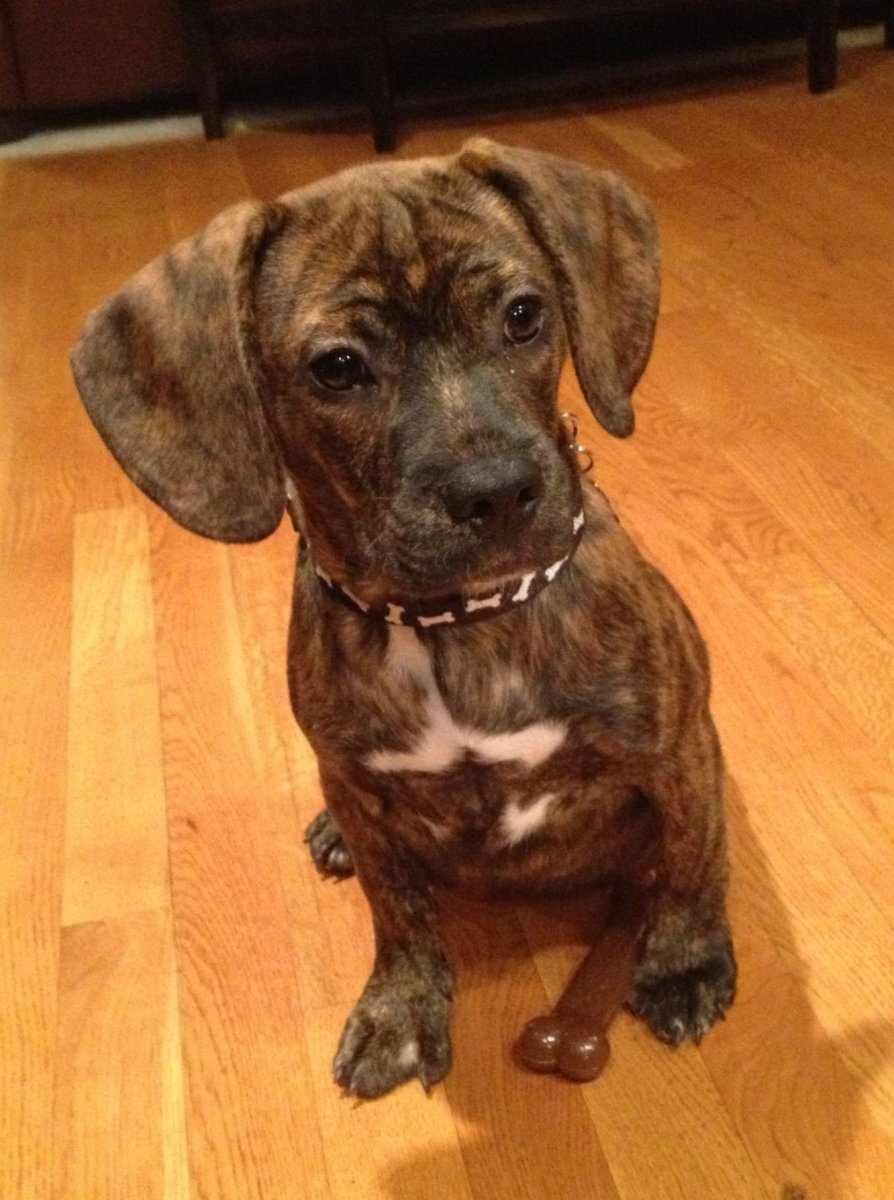 Метис французского бульдога и таксы