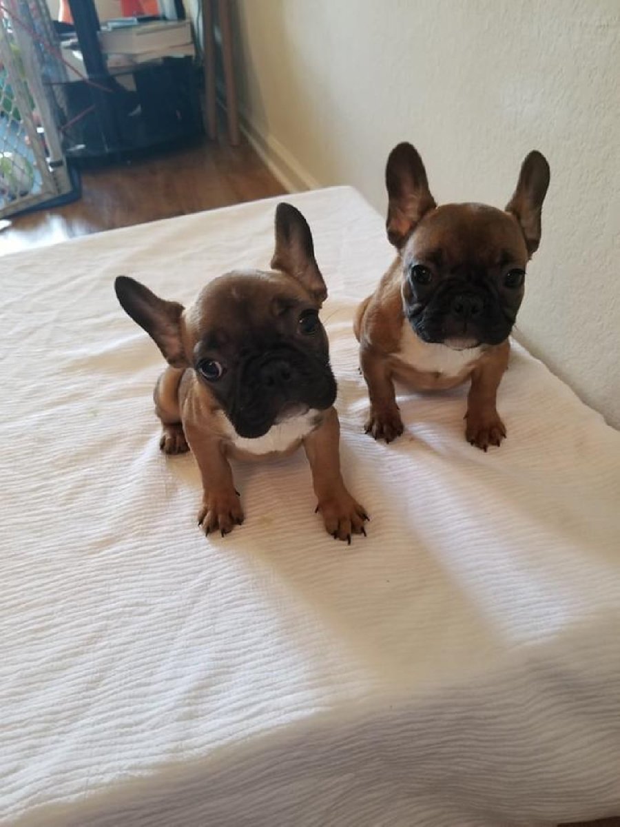 Стаффордшир терьер метис французский бульдог