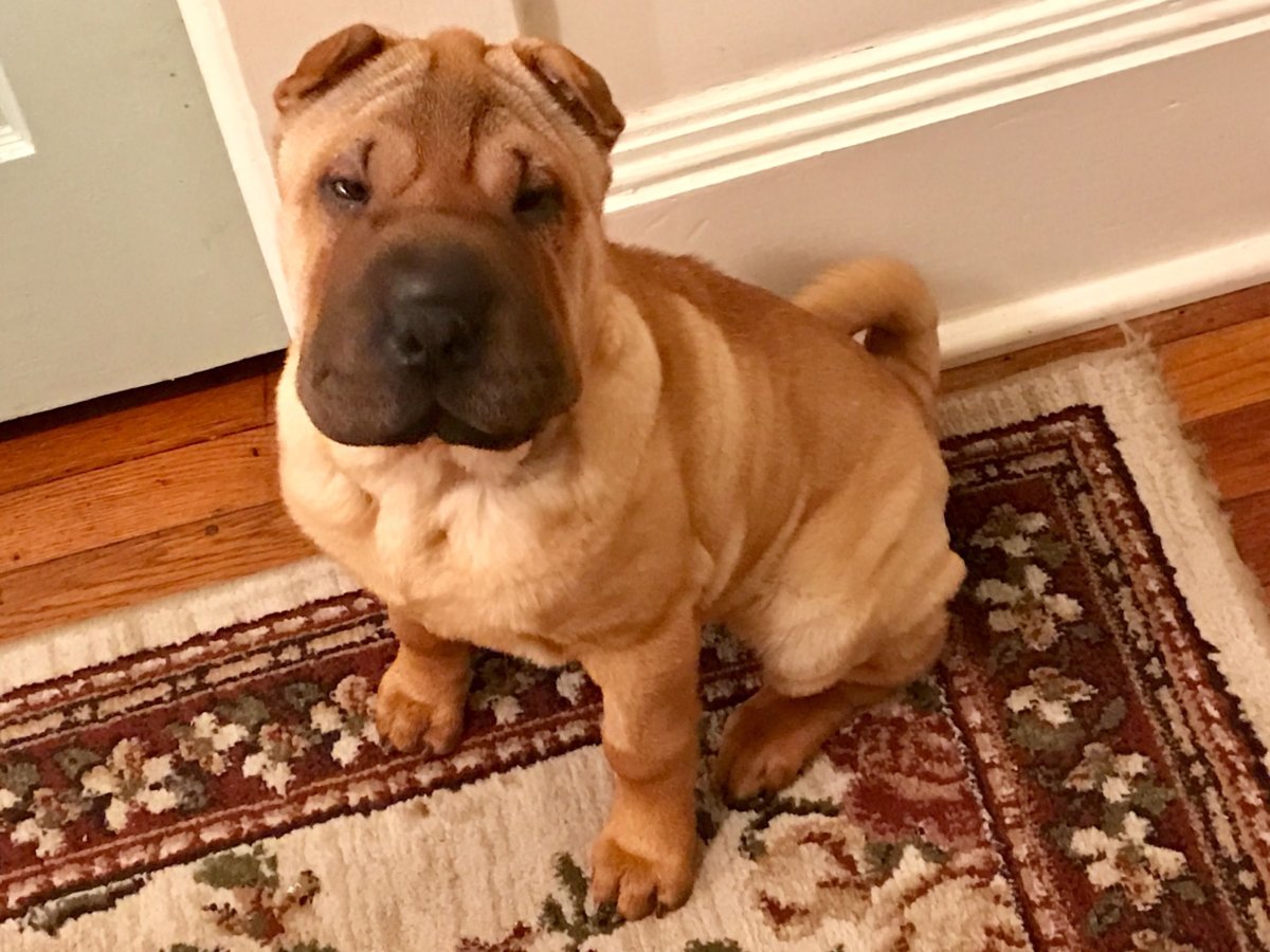 Метис французского бульдога и чихуахуа