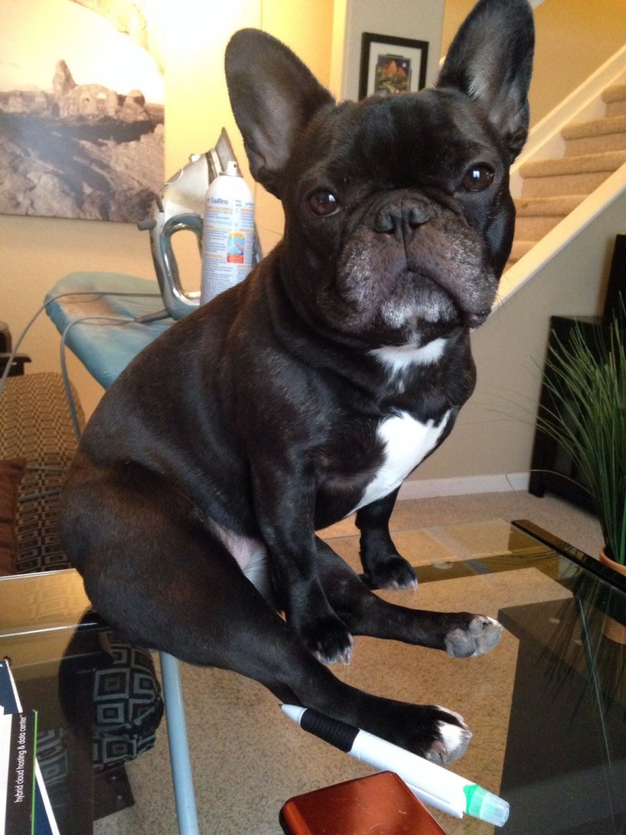 Стаф + фрацузкий бульдог смесь