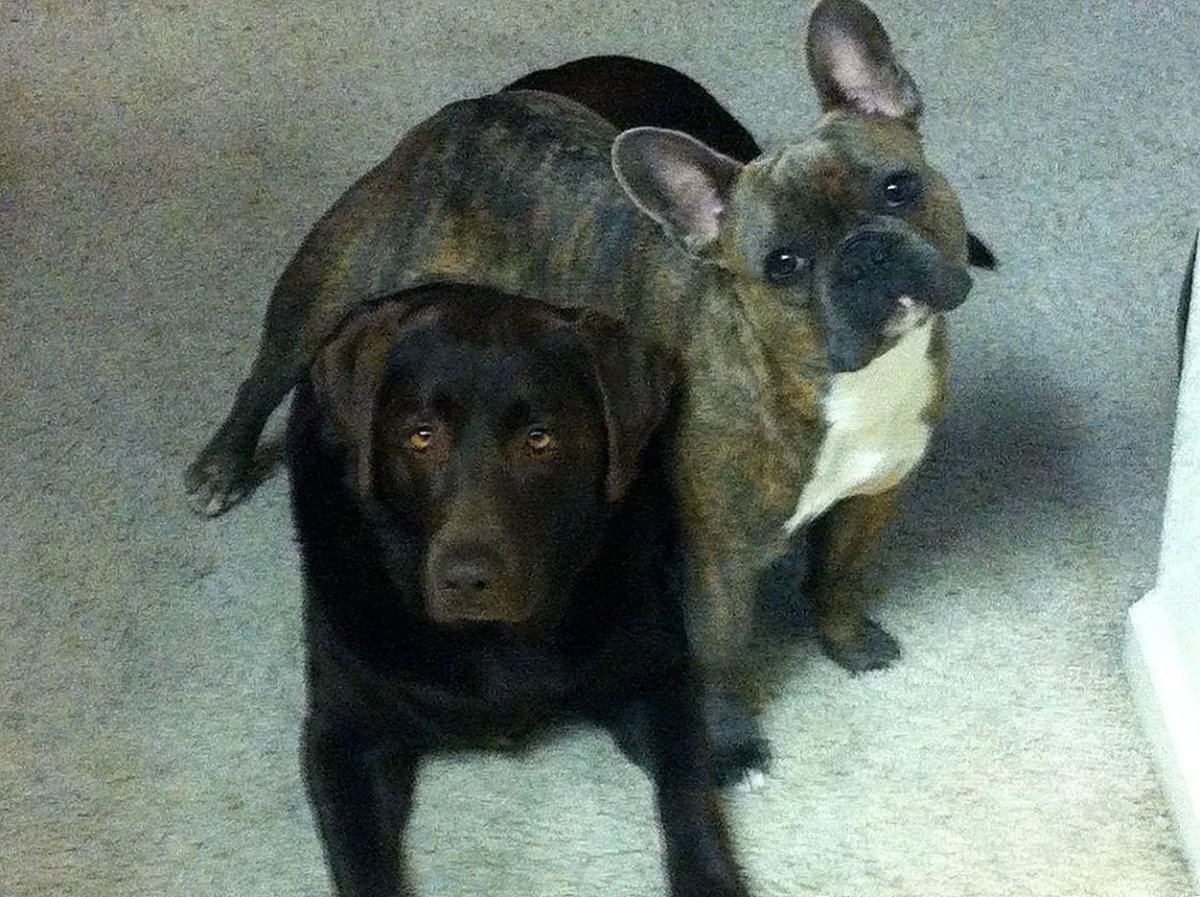 Метис тор терьер французский бульдог