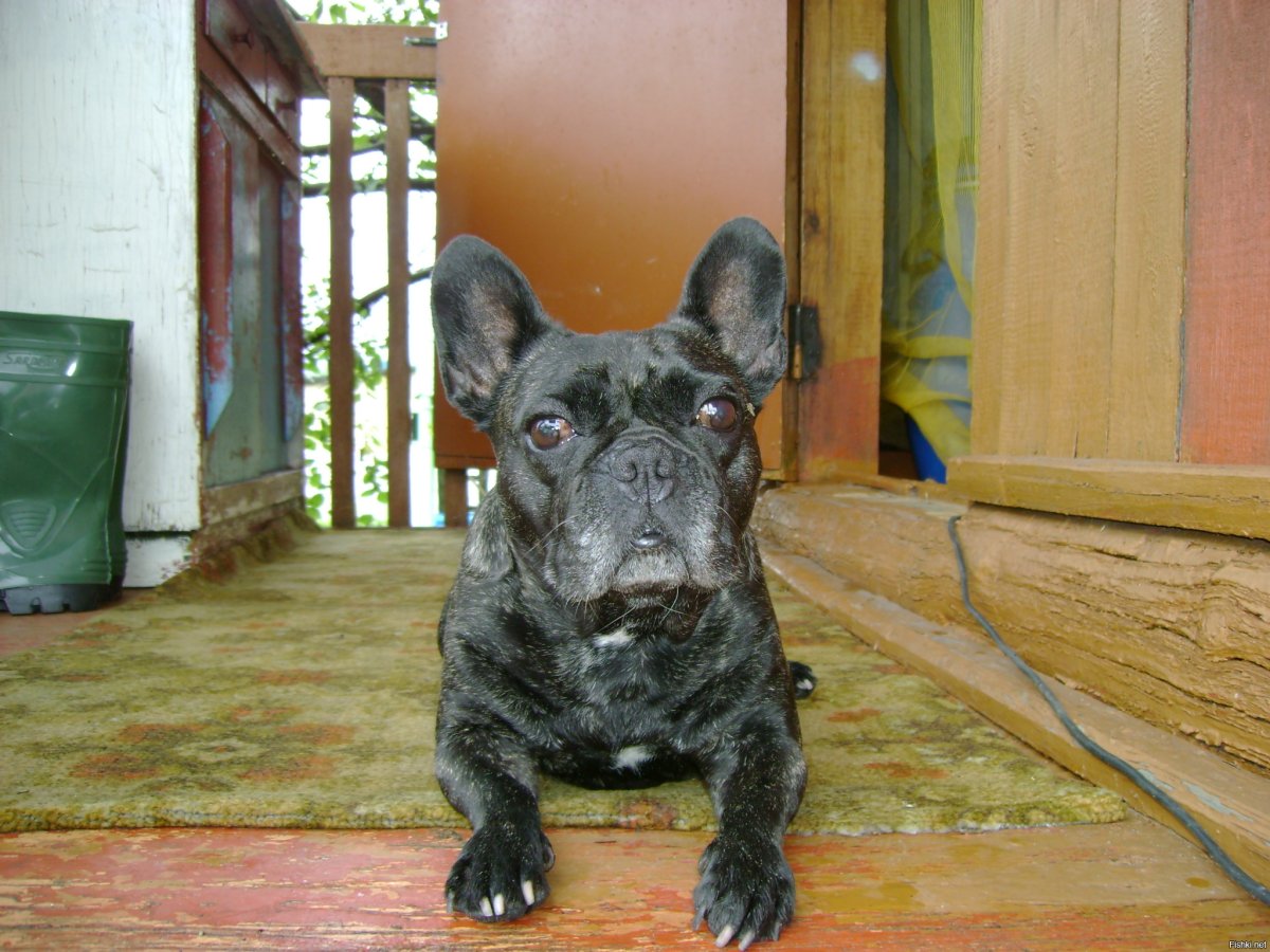 Длинношерстный французский бульдог