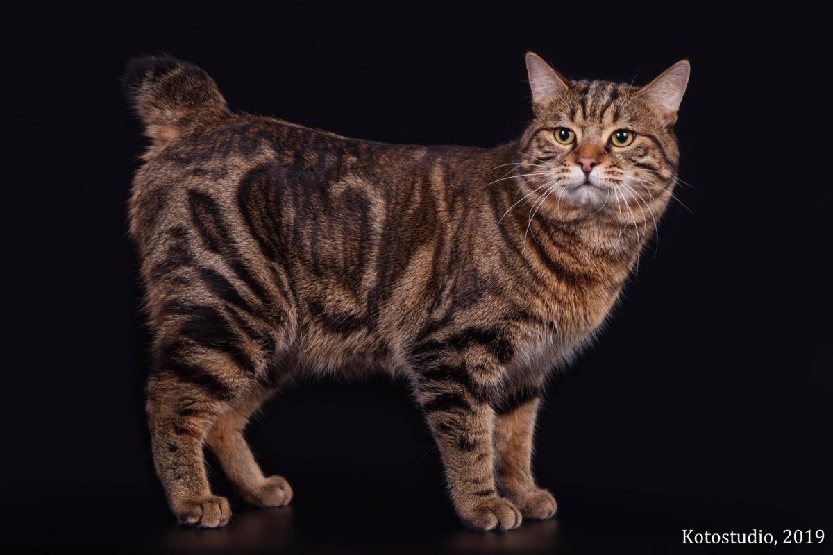 Бобтейл котенок