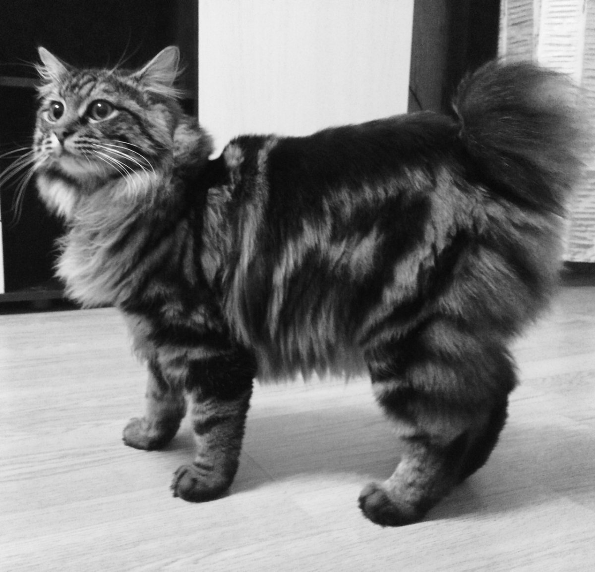 Курильский бобтейл кошка