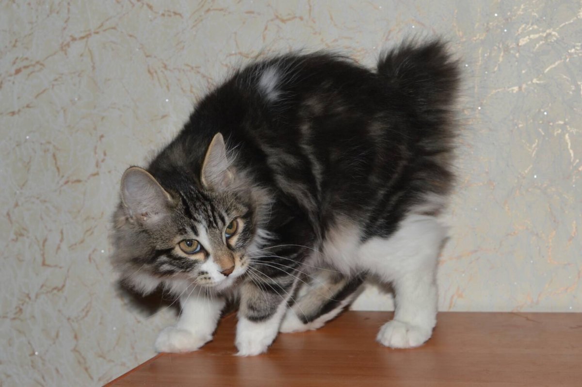 Американский бобтейл короткошёрстный