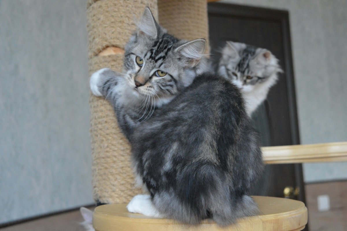 Курильский бобтейл черный