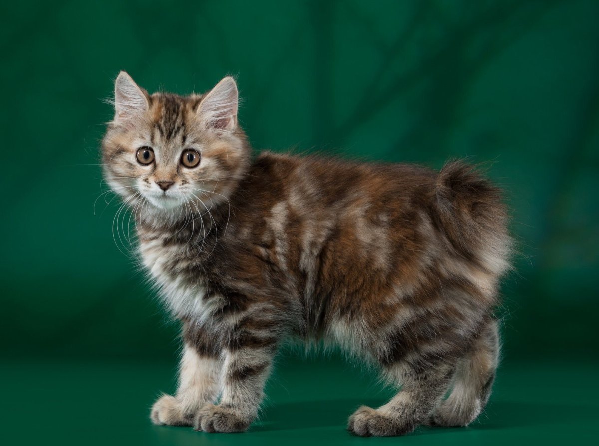 Курильский бобтейл красный мрамор