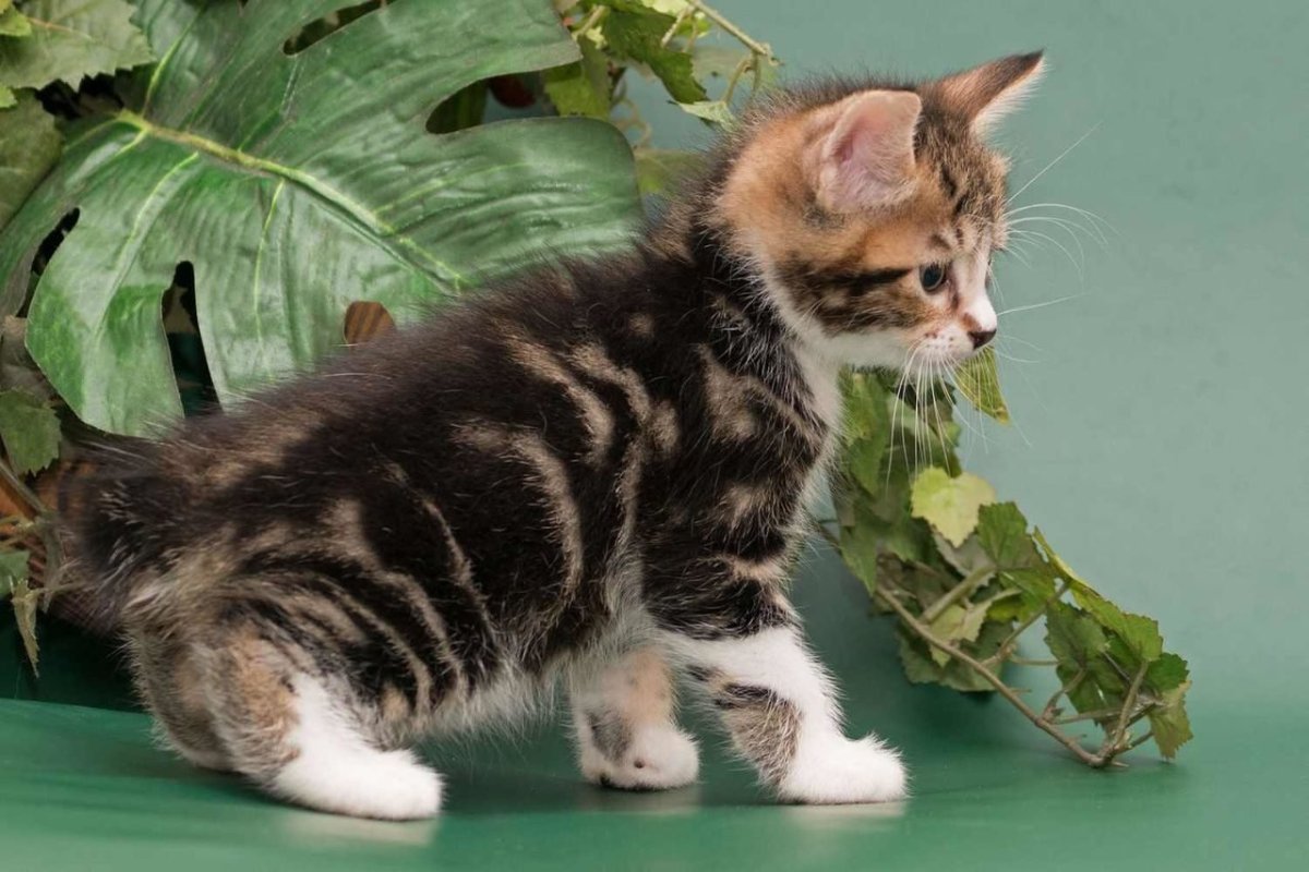 Шегги Боб питомник Курильских бобтейлов