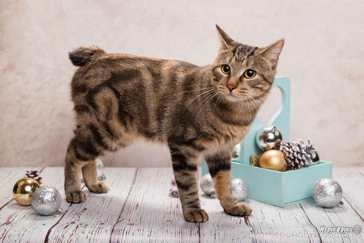 Курильский бобтейл черный гладкошерстный