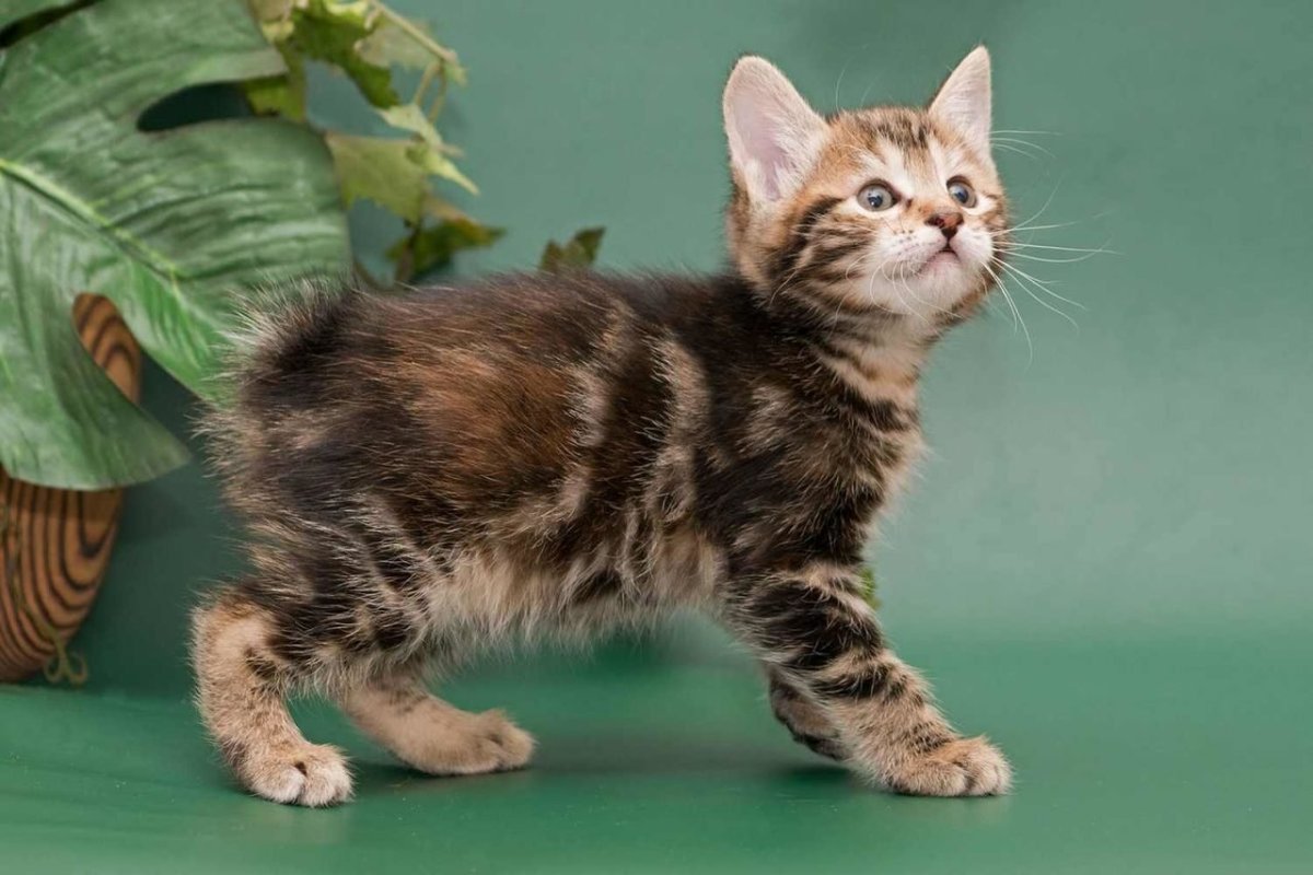 Курильский бобтейл 4 месяца