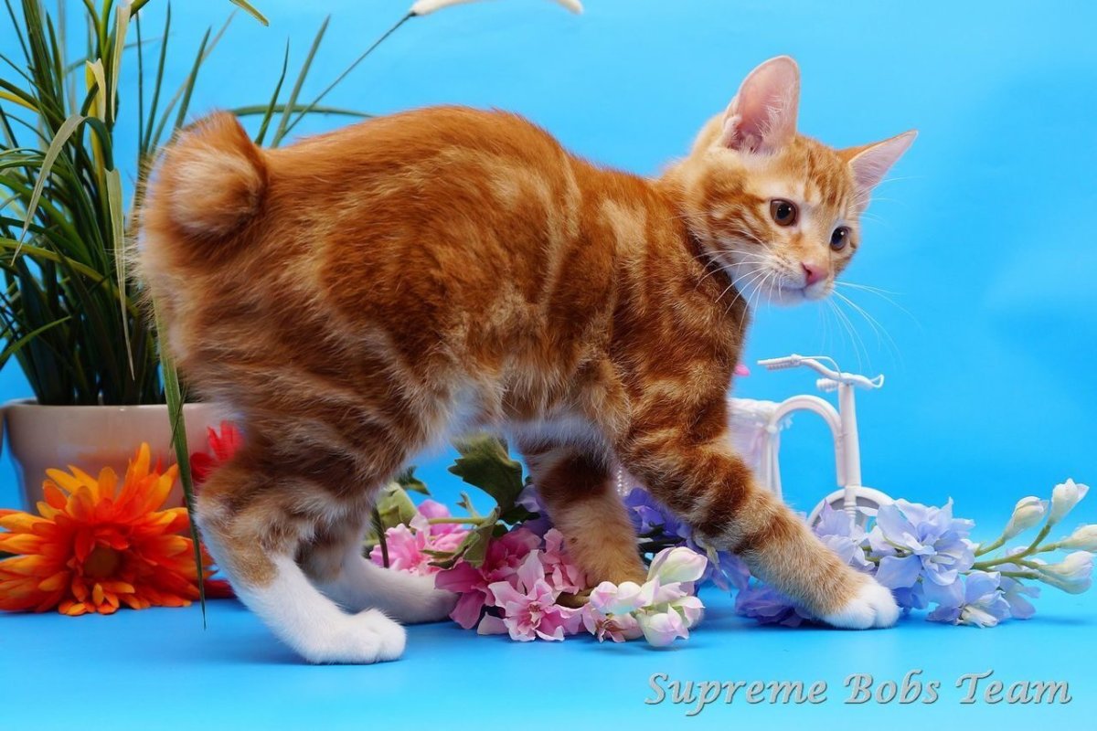 Тигровая черепаха Курильский бобтейл