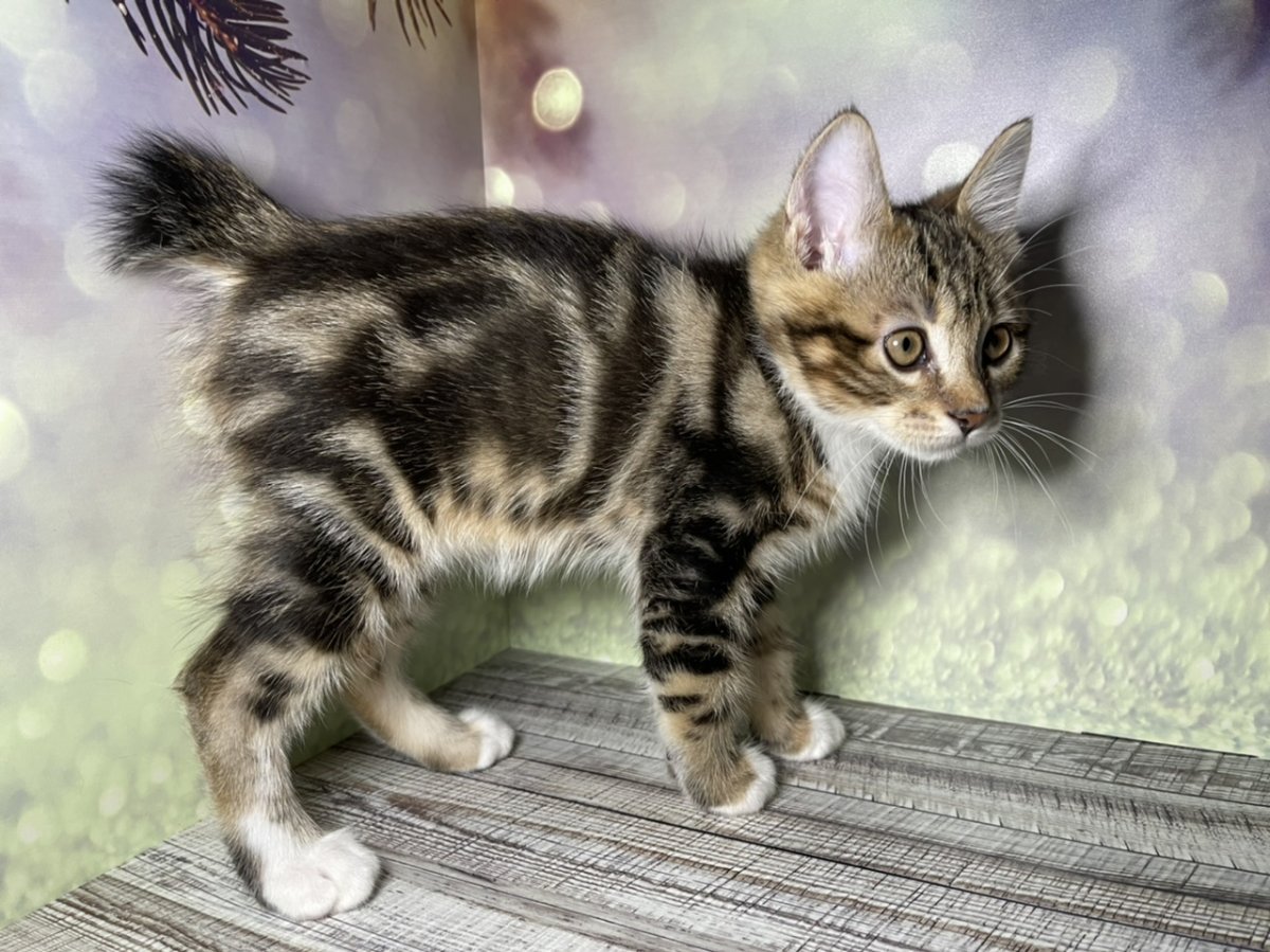 Курильский бобтейл голубой Солид