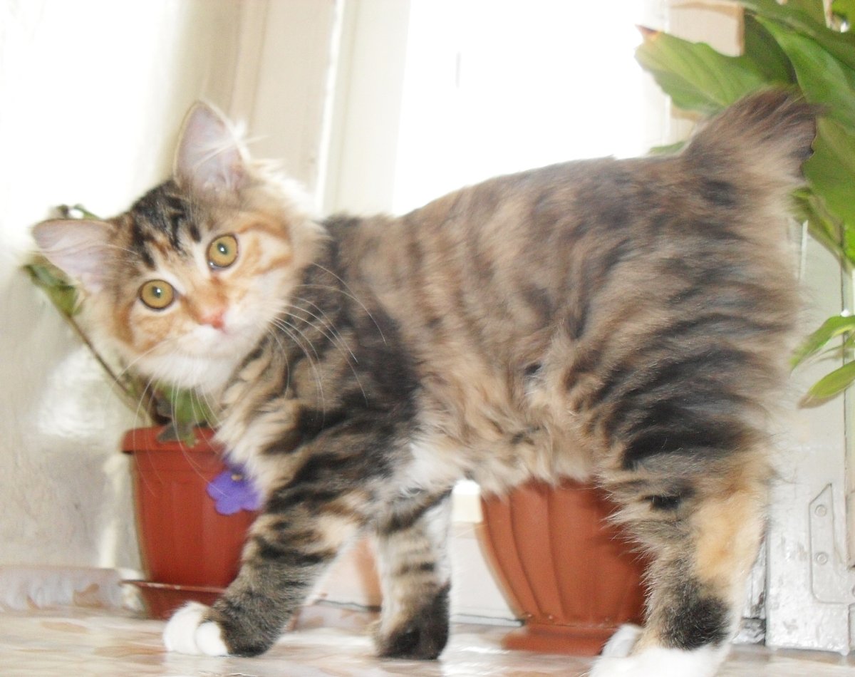 Курильский бобтейл