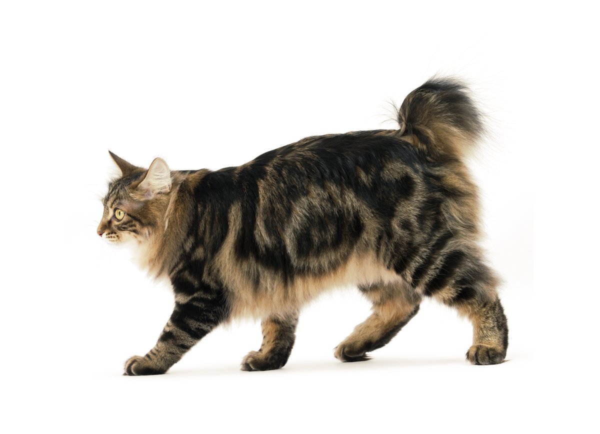 Курильский бобтейл