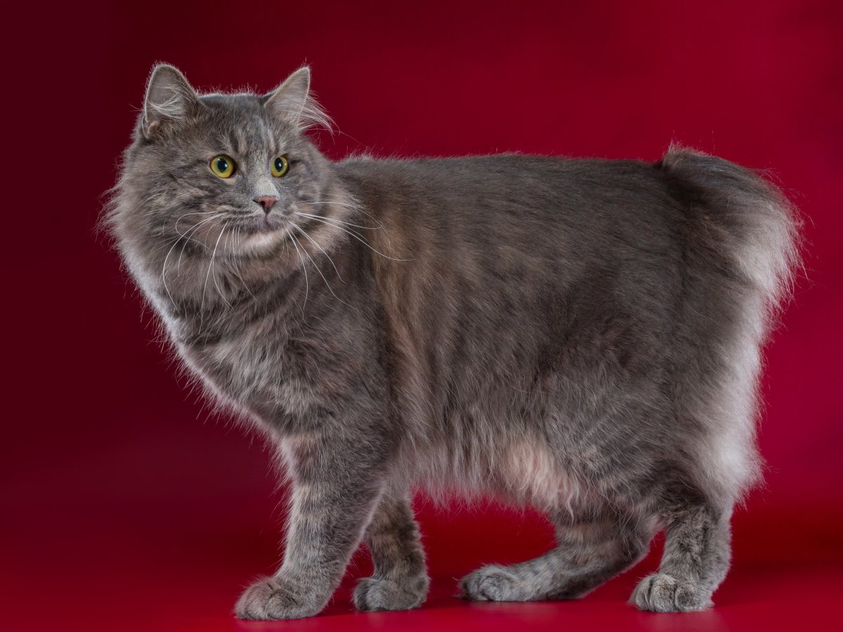 Курильский бобтейл котята