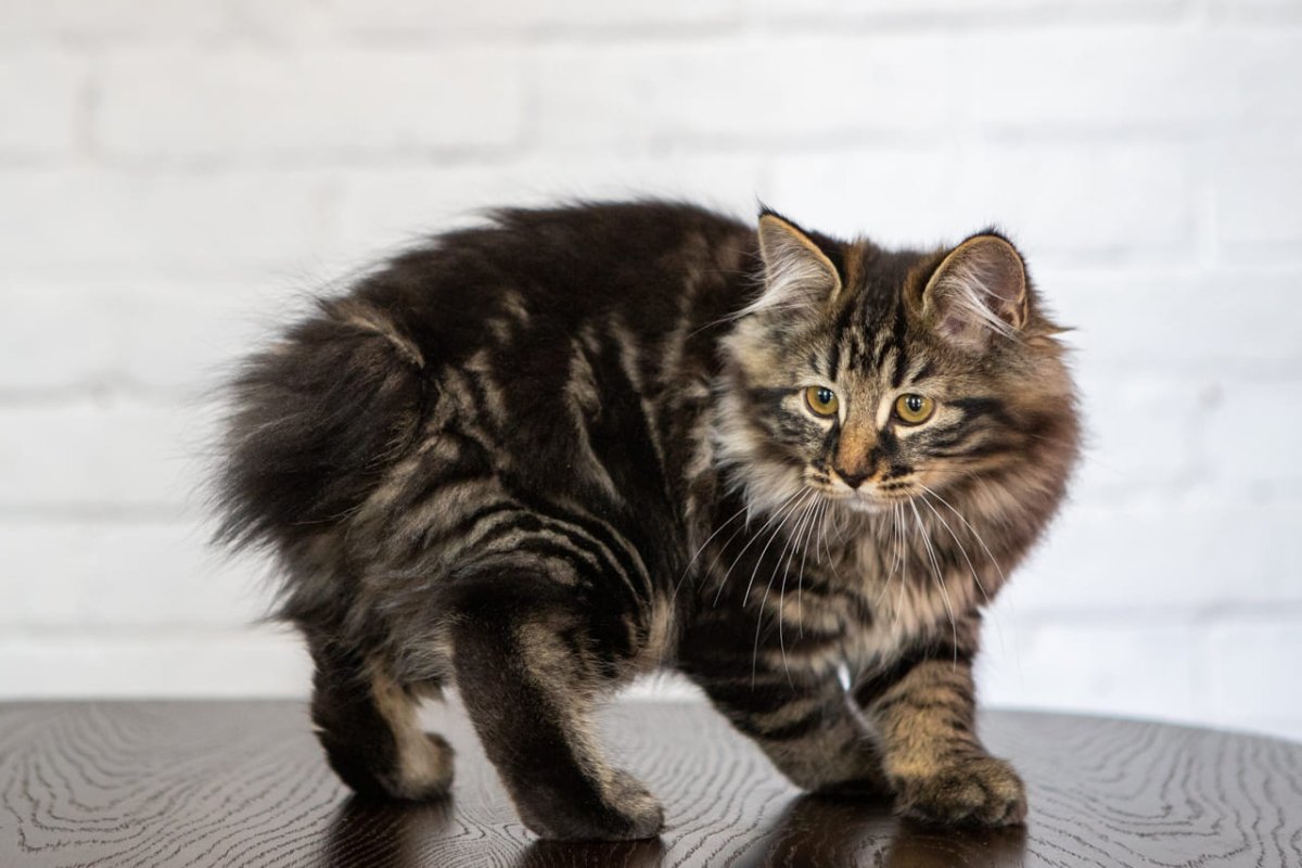 Коты на выставках Курильский бобтейл