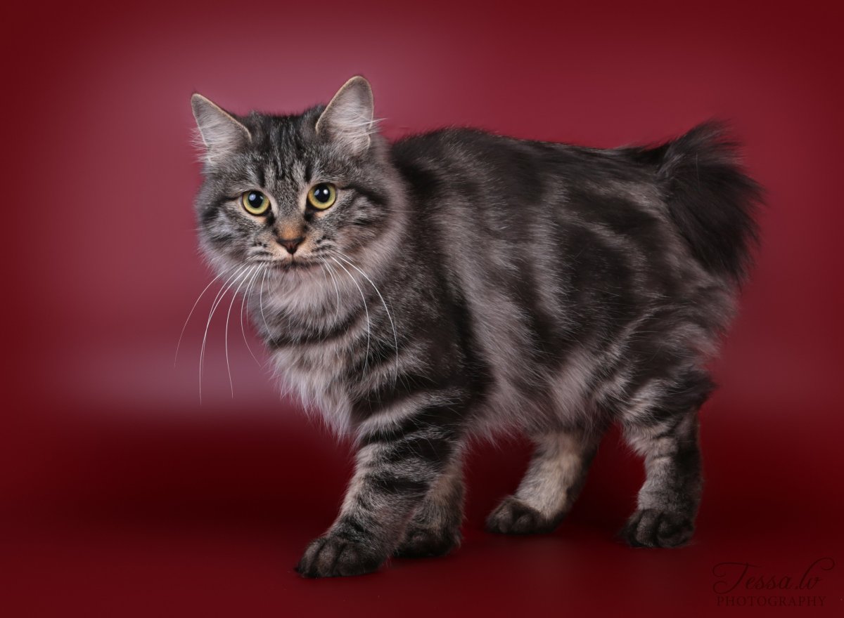 Курильский бобтейл