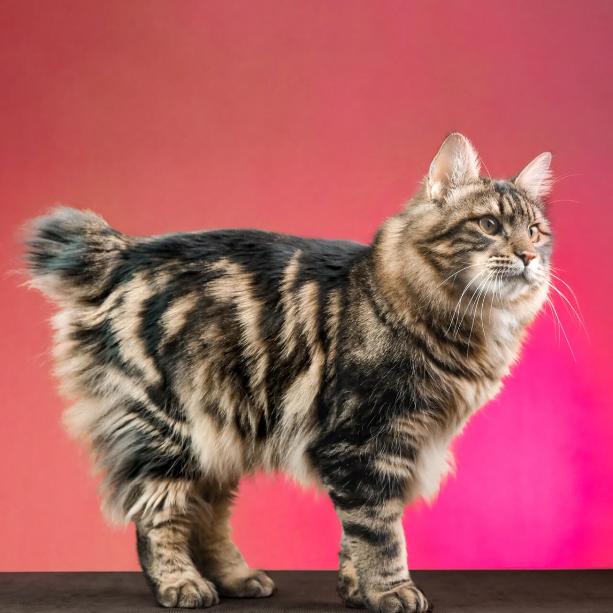 Курильский бобтейл