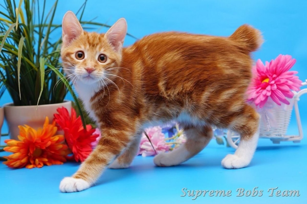 Шихан Боб питомник Курильских бобтейлов