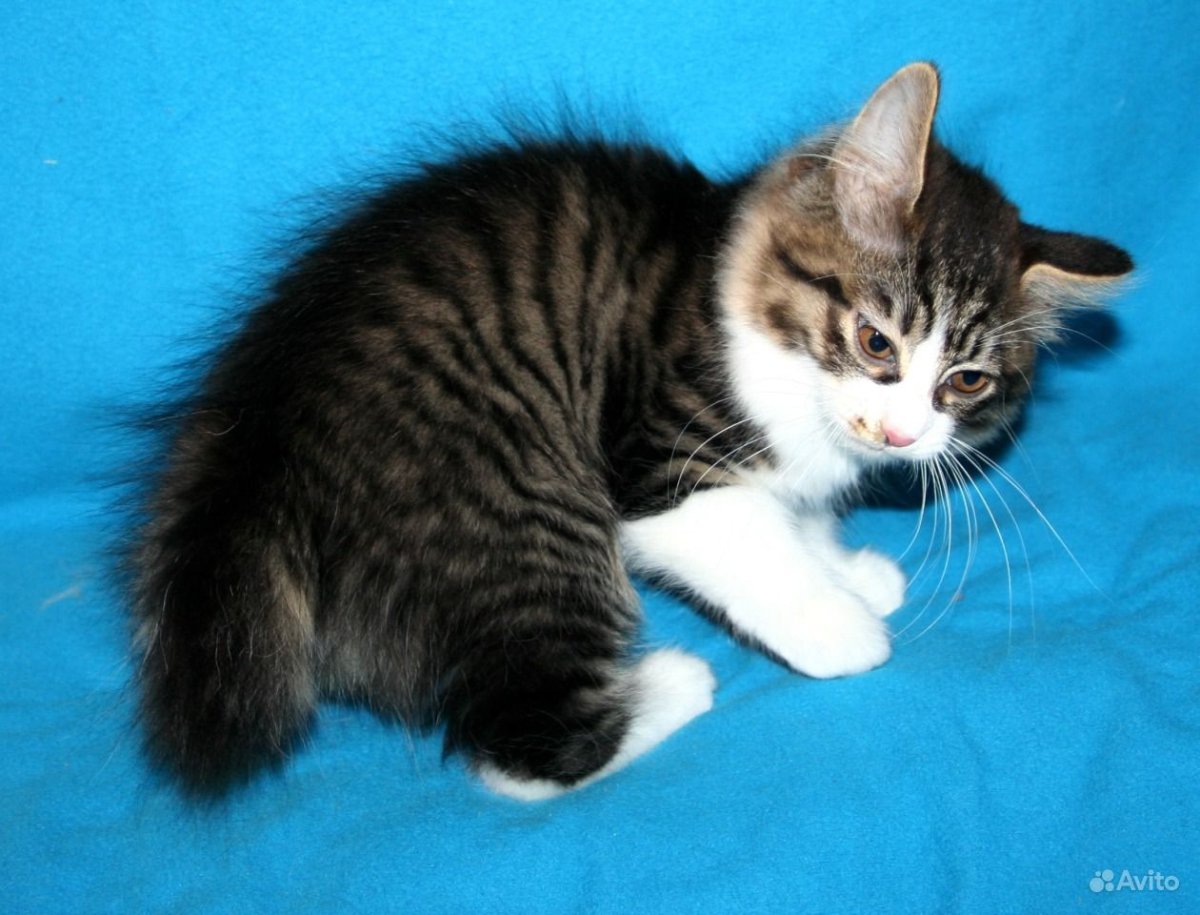 Курильский бобтейл длинношерстный