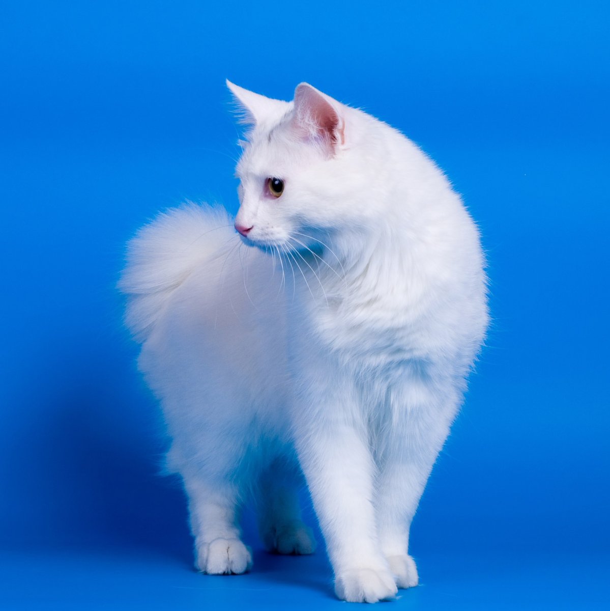 Курильский бобтейл альбинос