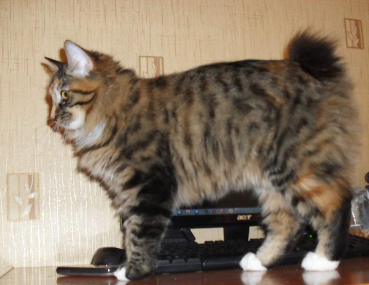 Котята из питомника Уфа Royal Habit