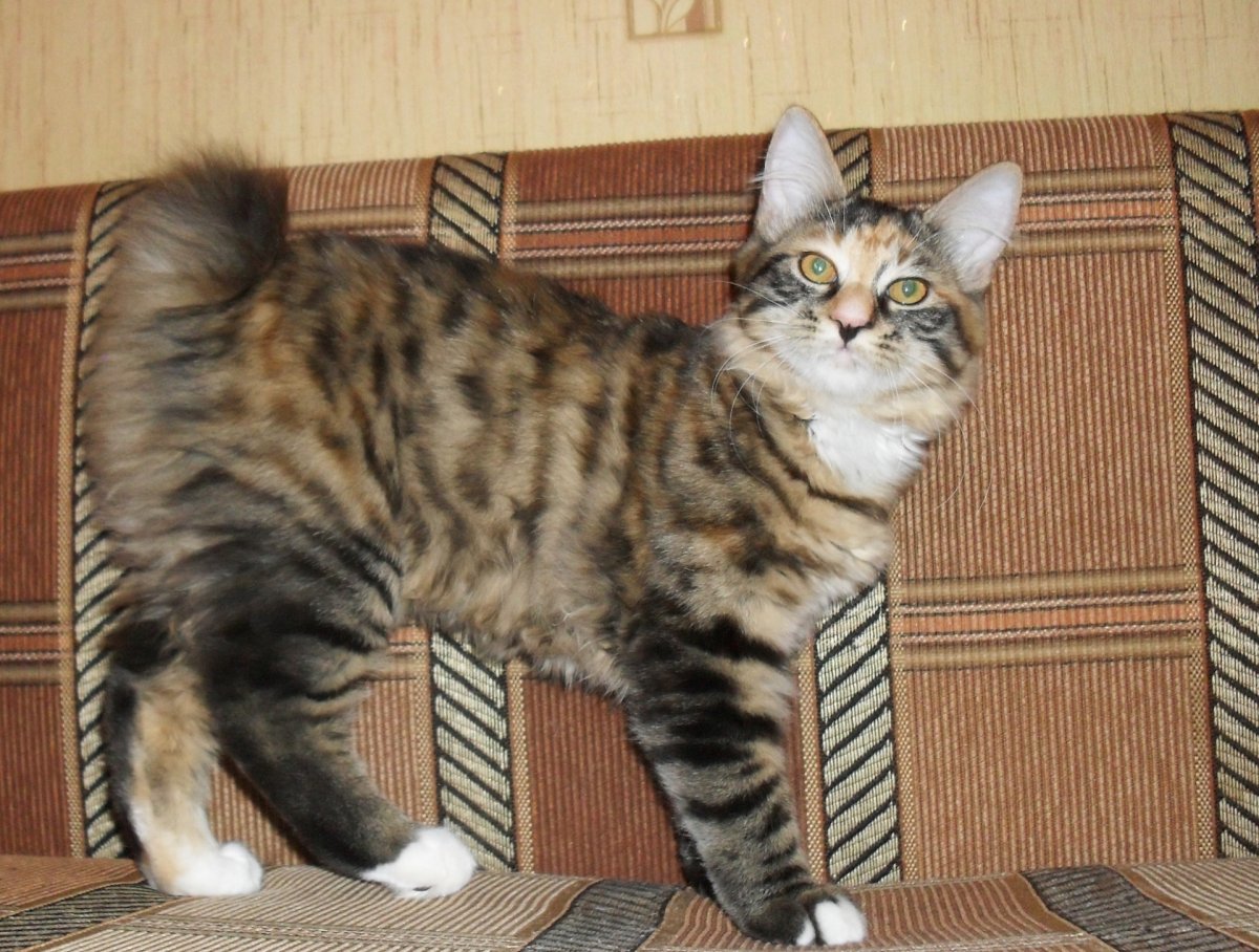 Курильский бобтейл мраморный