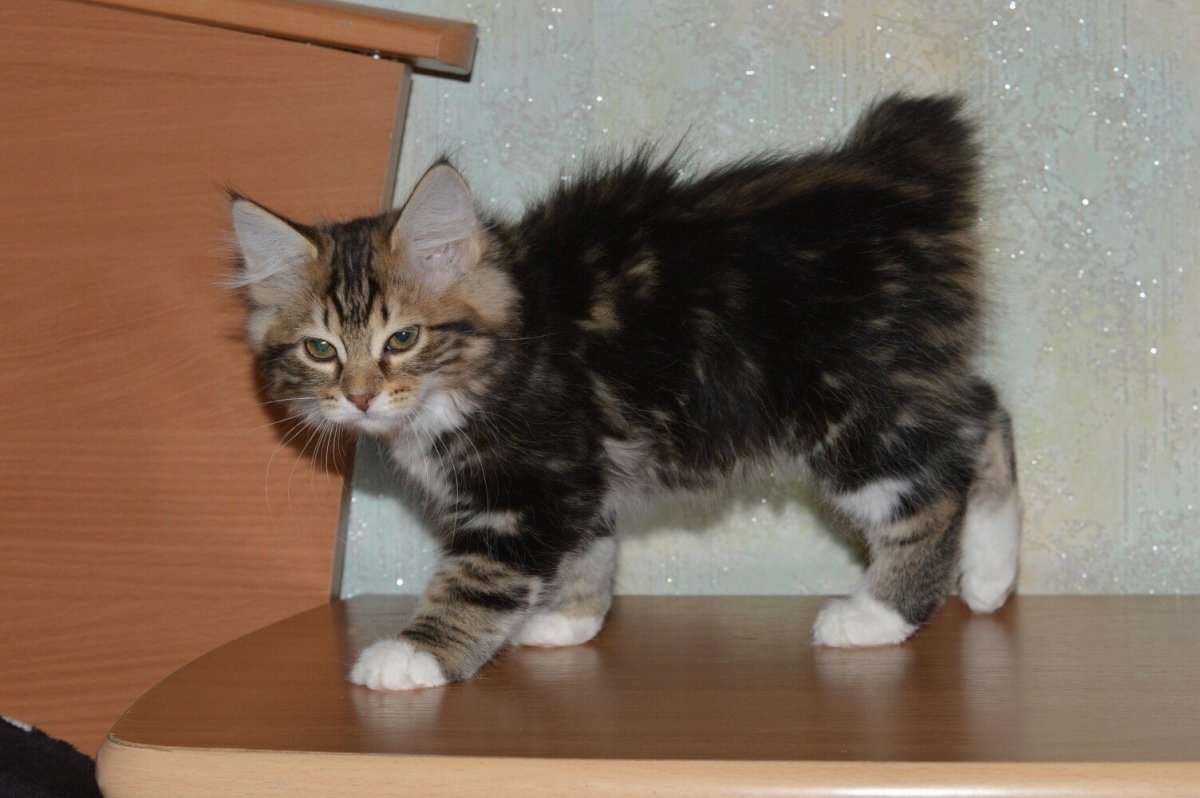 Курильский бобтейл