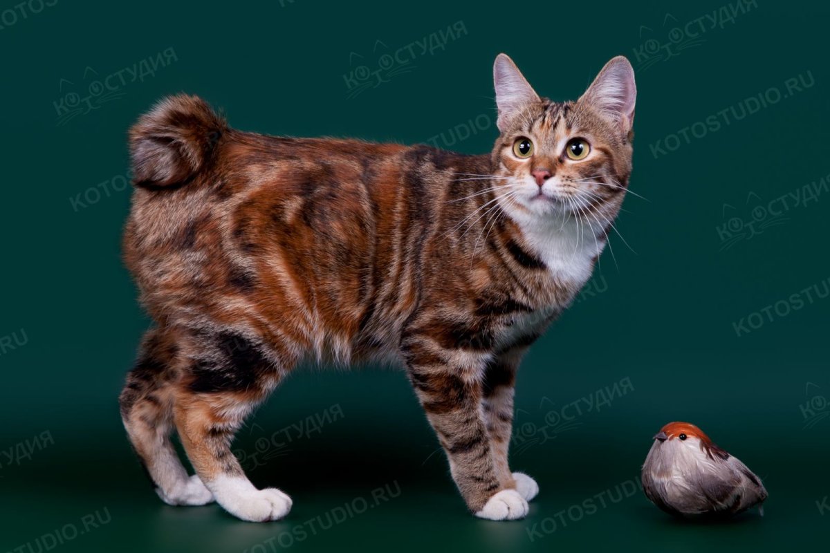 Курильский бобтейл гладкошерстный