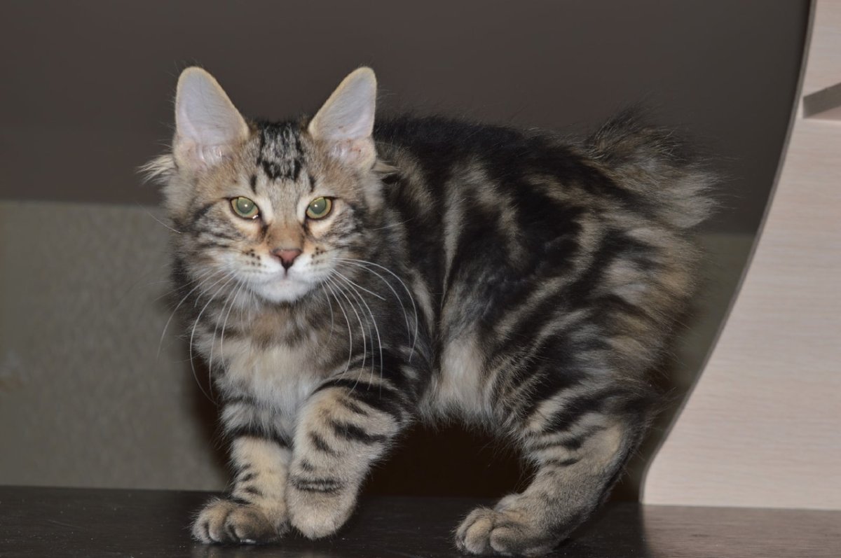 Окрас NY 22 Курильский бобтейл