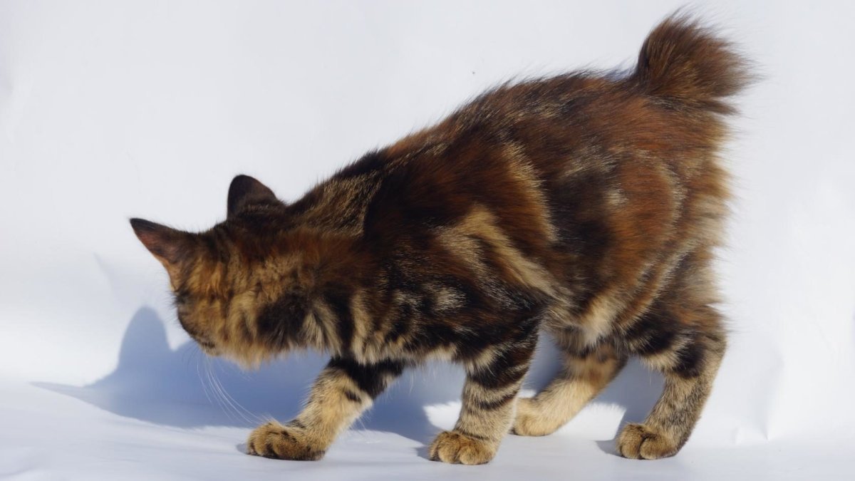 Стрижка курильского бобтейла