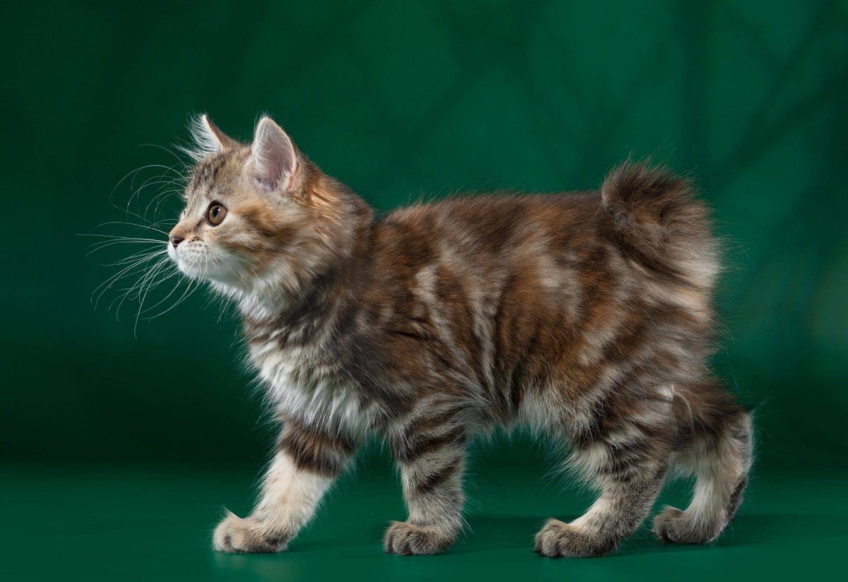 Котята породы Курильский бобтейл