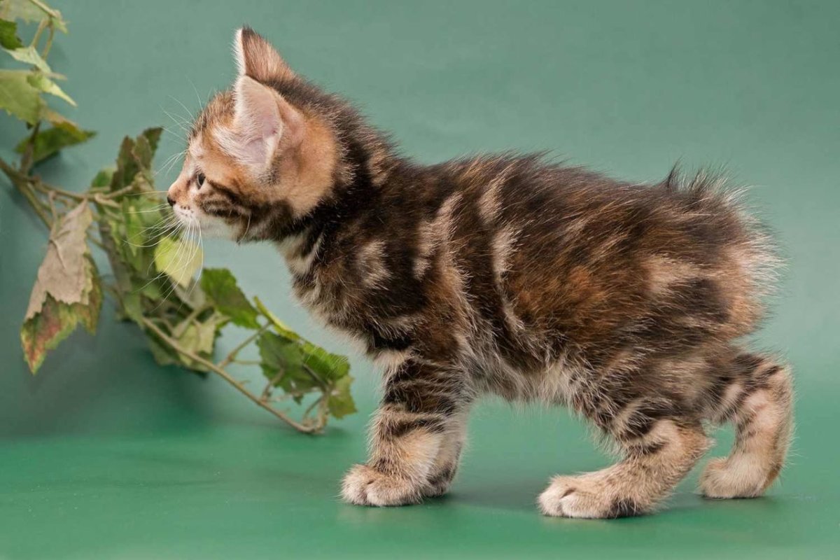 Курильский бобтейл красный мрамор