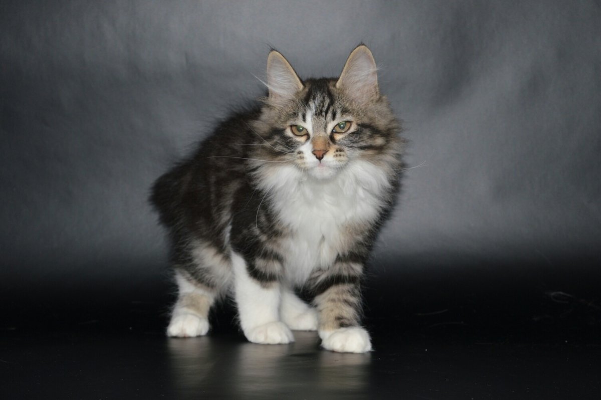 Британский бобтейл кошка