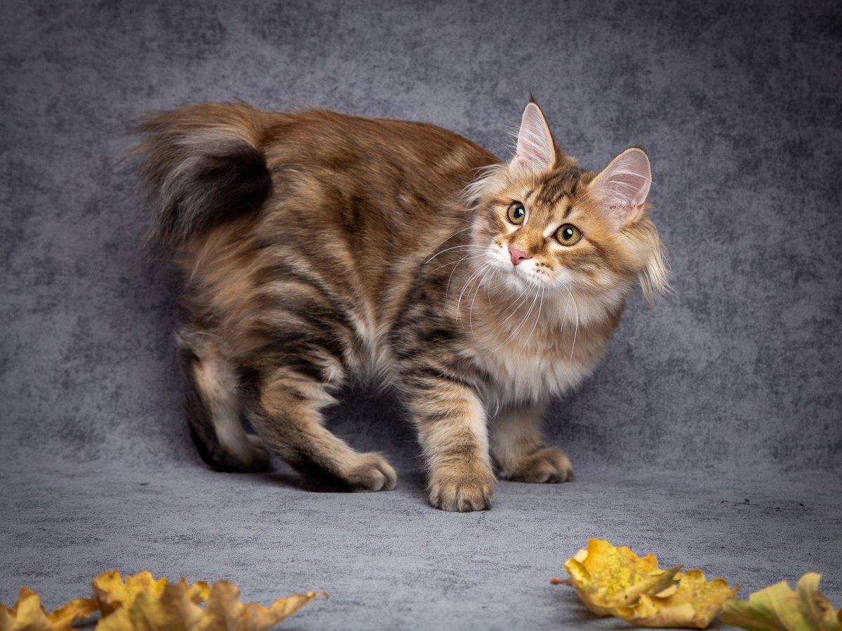 Серая полосатая кошка порода