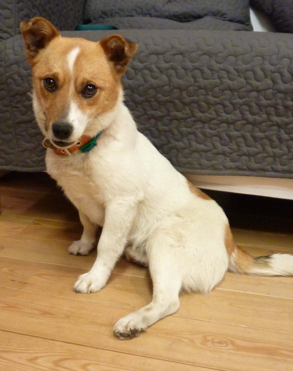 Джек Рассел с дворнягой