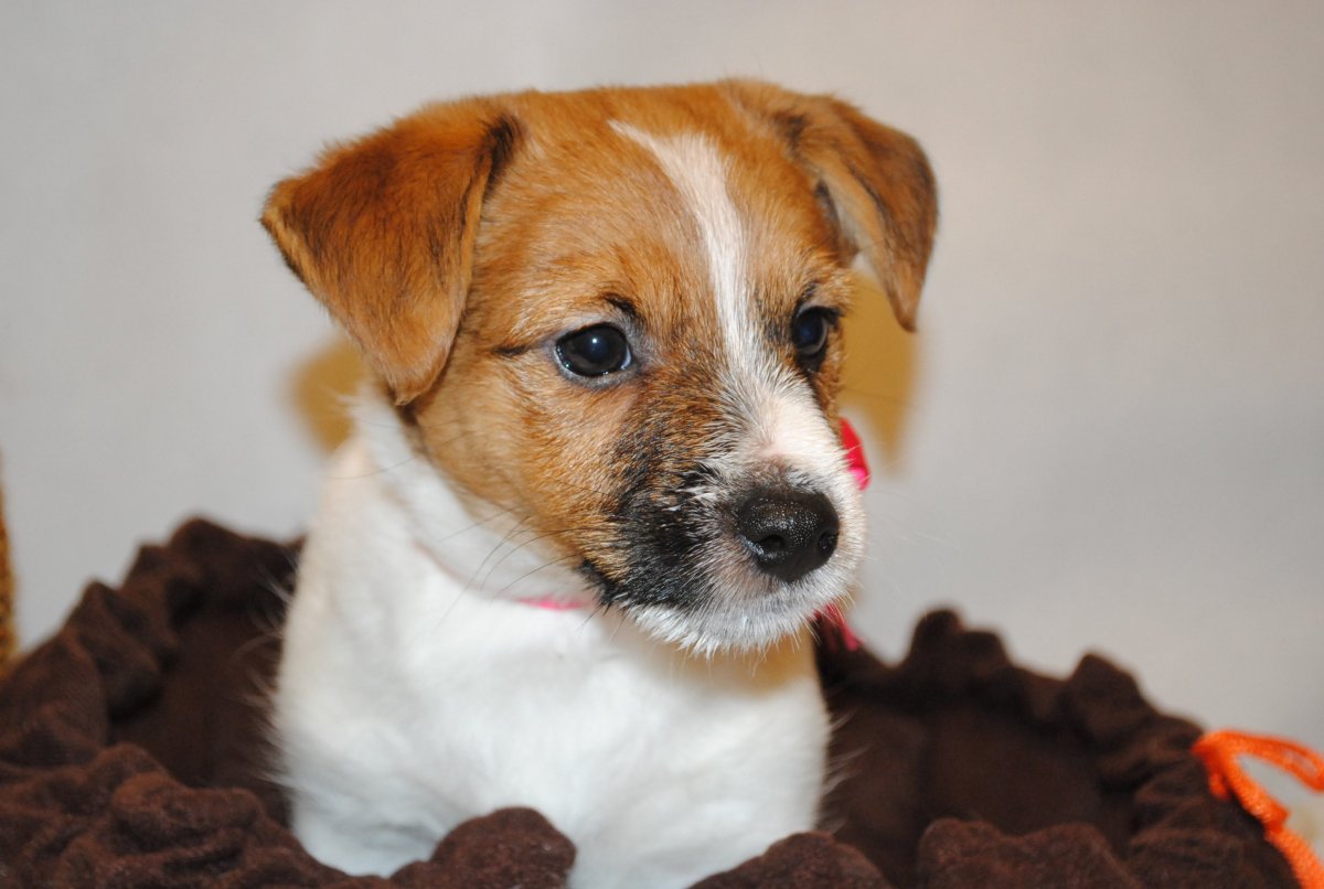 Метисы Джек Рассел терьера