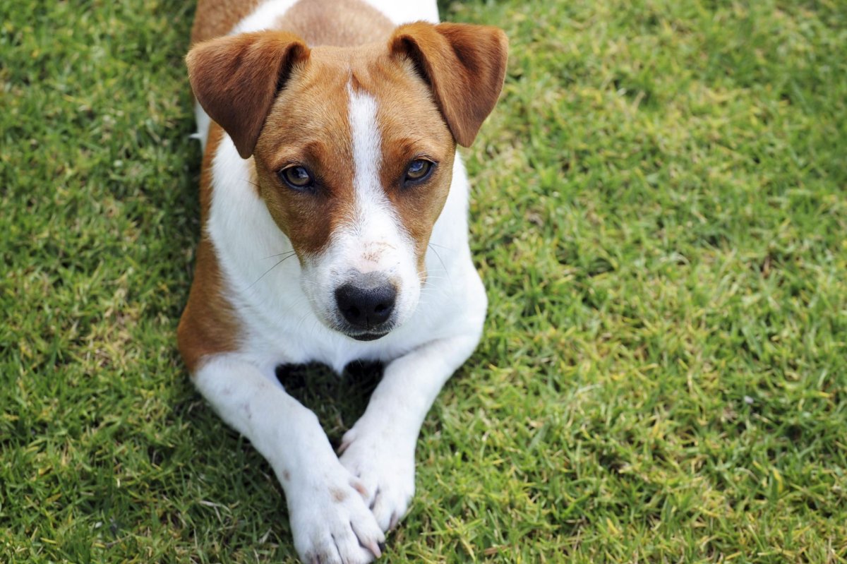 Метис Джек Рассела и левретки