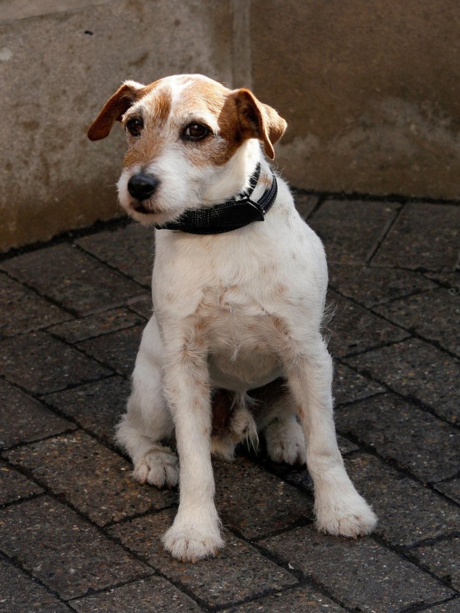 Собака на пешеходном переходе