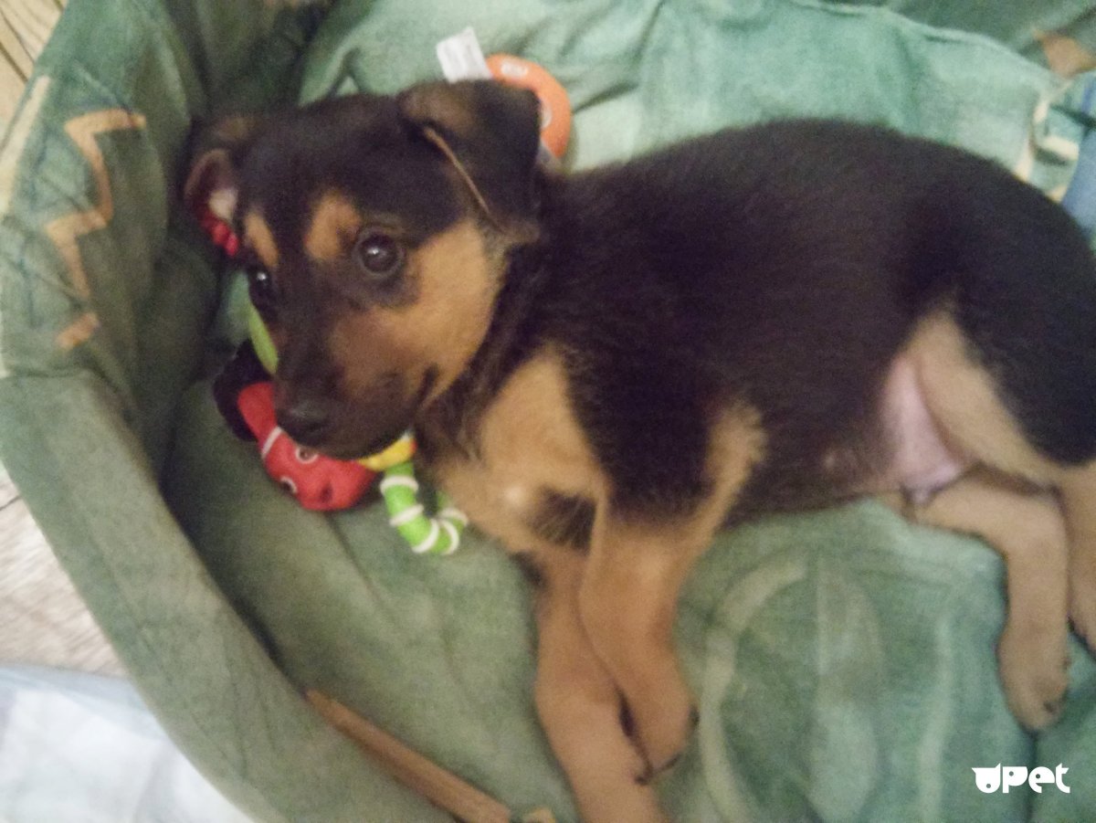 Джек Рассел и кега