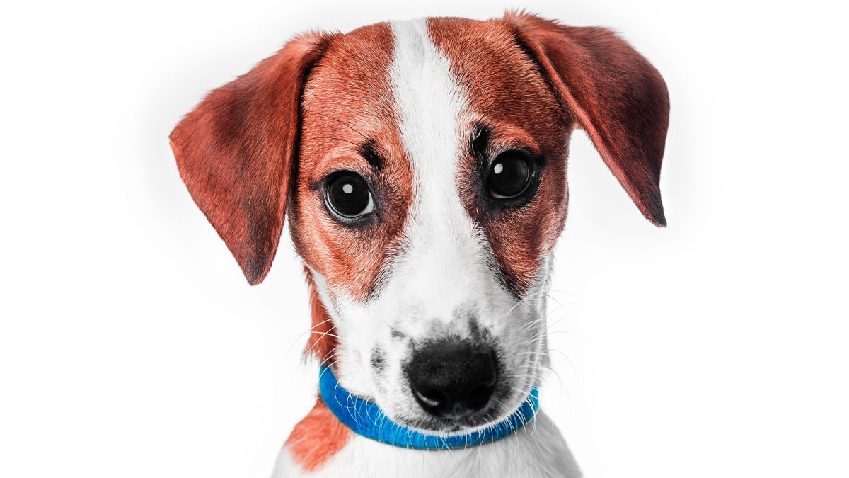 Толстый Джек Рассел терьер