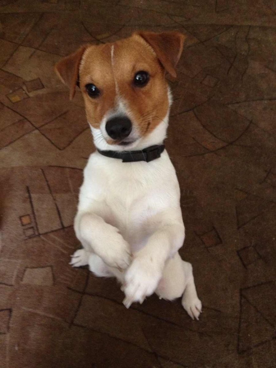 Джек-Рассел-терьер рыжий