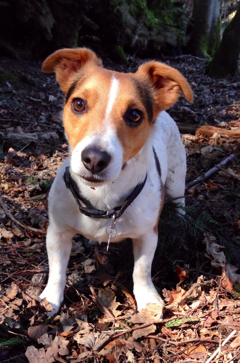 Собака Джек Рассел терьер вектор